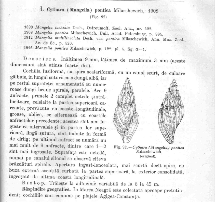 Conidae  nel Mediterraneo : Genere Mangelia